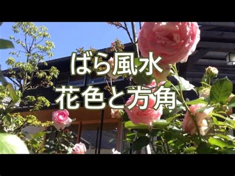 薔薇風水